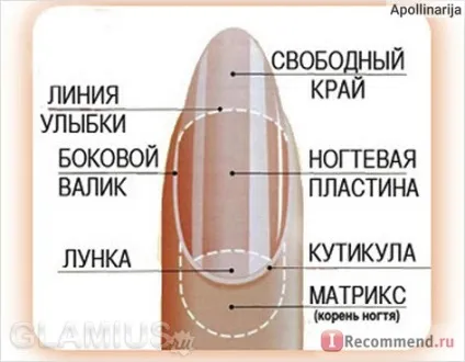 Обрізний манікюр (класичний) в салоні - «одкровення майстра манікюру класичний манікюр в (класичний) Обрізний манікюр (класичний) в салоні - «одкровення майстра манікюру класичний манікюр в
