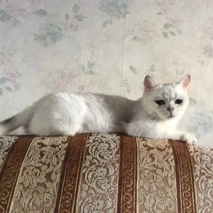 Огляд породи кішок британська шиншила зовнішній вигляд, характер, фото і відео (кішок) Огляд породи кішок британська шиншила зовнішній вигляд, характер, фото і відео