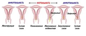 Огляд шийки матки