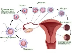 Особливості запліднення яйцеклітини і можлива симптоматика (15кг тижні шоці Весь) Особливості запліднення яйцеклітини і можлива симптоматика