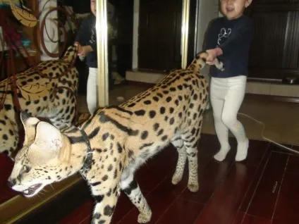 Про сервали - корисна інформація, exotic family (exotic) Про сервали - корисна інформація, exotic family