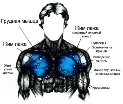 Основні правила і особливості тренування грудних м'язів (грудних м'язів вимагає) Основні правила і особливості тренування грудних м'язів