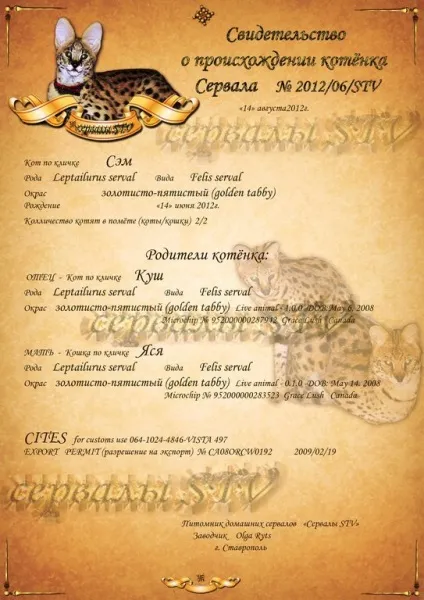 Про сервали - корисна інформація, exotic family (корисна) Про сервали - корисна інформація, exotic family