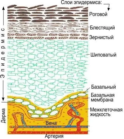 Особливості будови епітеліальної тканини