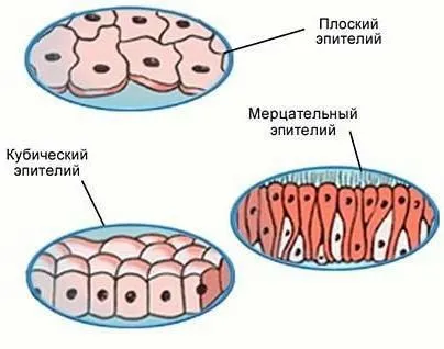Особливості будови епітеліальної тканини