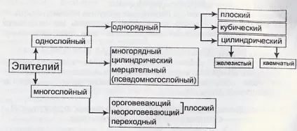 Особливості будови епітеліальної тканини - book-science - наукова енциклопедія