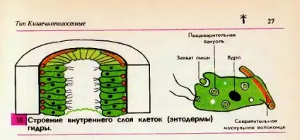 Особливості внутрішньої будови гідри (7 клас) Особливості внутрішньої будови гідри