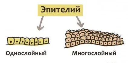 Особливості будови епітеліальної тканини