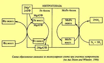 Особливості засвоєння молекулярного азоту (коренів бобових рослин) Особливості засвоєння молекулярного азоту