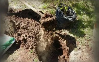 Особливості вирощування глоду посадка і догляд (глід вирощування і догляд) Особливості вирощування глоду посадка і догляд