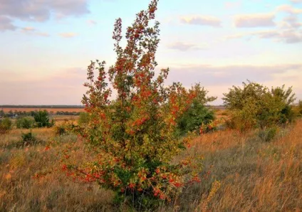 Особливості вирощування глоду посадка і догляд (особливості) Особливості вирощування глоду посадка і догляд