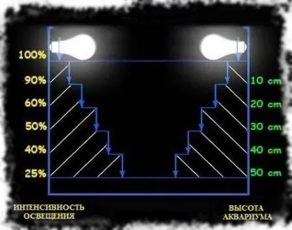 Освітлення акваріума і вибір ламп, які краще вибрати (які) Освітлення акваріума і вибір ламп, які краще вибрати