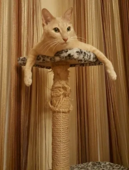 Віддала кота ((ридаю (((
