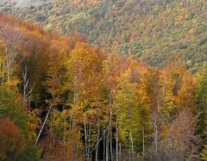 Відпочинок в сибіру влітку