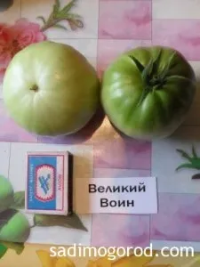Оцінюємо сорти помідорів - садимо город