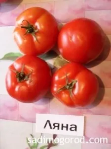 Оцінюємо сорти помідорів - садимо город