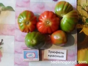 Оцінюємо сорти помідорів - садимо город