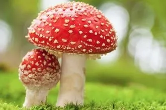 Отруєння рицином - симптоми і лікування (лікування) Отруєння рицином - симптоми і лікування