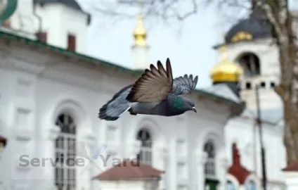 Відлякувач голубів, serviceyard-затишок вашого будинку в ваших руках (поради господині) Відлякувач голубів, serviceyard-затишок вашого будинку в ваших руках