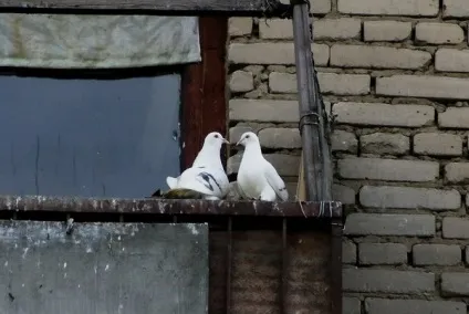 Відлякувачі голубів як відлякувати ультразвукові, для балкона, підвіконня (голубів) Відлякувачі голубів як відлякувати ультразвукові, для балкона, підвіконня