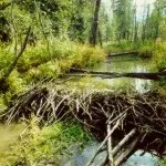 Полювання на бобра з капканами влітку, восени, взимку (в тч прохідними) відео (бобра) Полювання на бобра з капканами влітку, восени, взимку (в тч прохідними) відео