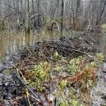 Полювання на бобра з капканами влітку, восени, взимку (в тч прохідними) відео (взимку) Полювання на бобра з капканами влітку, восени, взимку (в тч прохідними) відео