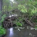 Полювання на бобра з капканами влітку, восени, взимку (в тч прохідними) відео (взимку) Полювання на бобра з капканами влітку, восени, взимку (в тч прохідними) відео