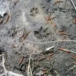 Полювання на бобра з капканами влітку, восени, взимку (в тч прохідними) відео (восени) Полювання на бобра з капканами влітку, восени, взимку (в тч прохідними) відео