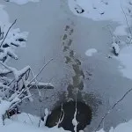 Полювання на бобра з капканами влітку, восени, взимку (в тч прохідними) відео (взимку) Полювання на бобра з капканами влітку, восени, взимку (в тч прохідними) відео