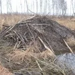 Полювання на бобра з капканами влітку, восени, взимку (в тч прохідними) відео (взимку) Полювання на бобра з капканами влітку, восени, взимку (в тч прохідними) відео