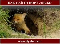 Полювання на лисицю з норними собаками взимку! (Норними) Полювання на лисицю з норними собаками взимку!