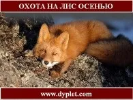 Полювання на лисицю з норними собаками взимку! (Собаками) Полювання на лисицю з норними собаками взимку!