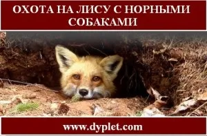Полювання на лисицю з норними собаками взимку! (Лисицю) Полювання на лисицю з норними собаками взимку!