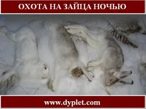 Полювання на зайця вночі! (Зайця) Полювання на зайця вночі!