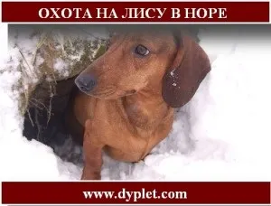 Полювання на лисицю з норними собаками взимку! (Собаками) Полювання на лисицю з норними собаками взимку!