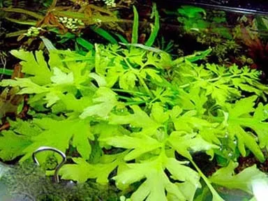 Папороть крилоподібний, Цератоптерис або водяна капуста (ceratopteris pteridoides) - акваріумні (папороть) Папороть крилоподібний, Цератоптерис або водяна капуста (ceratopteris pteridoides) - акваріумні