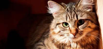 Панкреатит у кота - ознаки і лікування панкреатиту у кішок (панкреатиту) Панкреатит у кота - ознаки і лікування панкреатиту у кішок