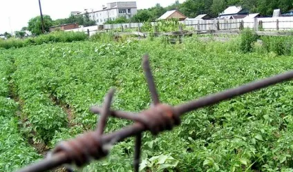 пам'ятник картоплі