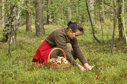 Пам'ятка грибникам правила лісового походу, збір врожаю та його приготування (пам'ятка) Пам'ятка грибникам правила лісового походу, збір врожаю та його приготування