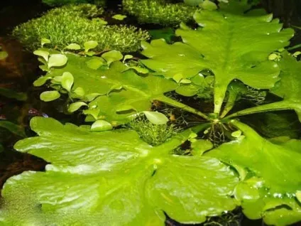 Папороть крилоподібний, Цератоптерис або водяна капуста (ceratopteris pteridoides) - акваріумні (світло) Папороть крилоподібний, Цератоптерис або водяна капуста (ceratopteris pteridoides) - акваріумні