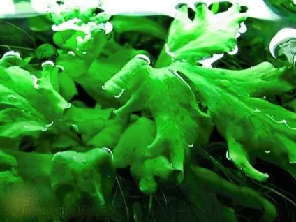 Папороть крилоподібний, Цератоптерис або водяна капуста (ceratopteris pteridoides) - акваріумні (зеленого) Папороть крилоподібний, Цератоптерис або водяна капуста (ceratopteris pteridoides) - акваріумні