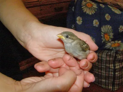 Про звірят горобець в будинку