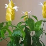 Пахистахис догляд в домашніх умовах, пересадка, розмноження, хвороби (догляд) Пахистахис догляд в домашніх умовах, пересадка, розмноження, хвороби