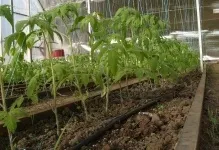 Парник для розсади можна висаджувати в теплицю, як сіяти і виростити правильно, рання посадка, хто