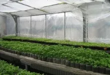 Парник для розсади можна висаджувати в теплицю, як сіяти і виростити правильно, рання посадка, хто