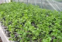 Парник для розсади можна висаджувати в теплицю, як сіяти і виростити правильно, рання посадка, хто