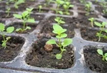 Парник для розсади можна висаджувати у теплицю, як сіяти і виростити правильно, рання посадка, хто
