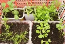 Парник для розсади можна висаджувати в теплицю, як сіяти і виростити правильно, рання посадка, хто