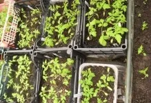 Парник для розсади можна висаджувати в теплицю, як сіяти і виростити правильно, рання посадка, хто