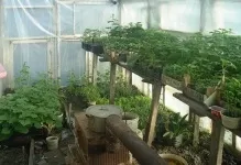 Парник для розсади якомога висаджувати в теплицю, як сіяти і виростити правильно, рання посадка, хто